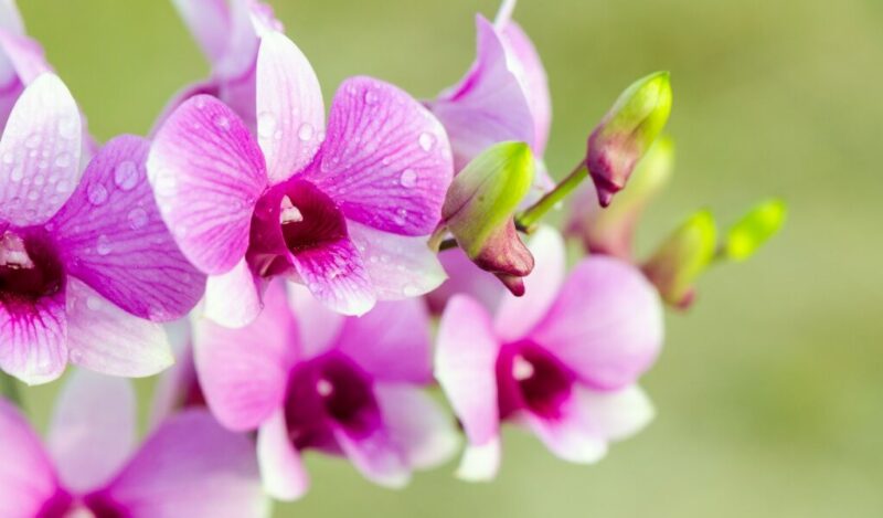 orkide-ciceginin-dogusu