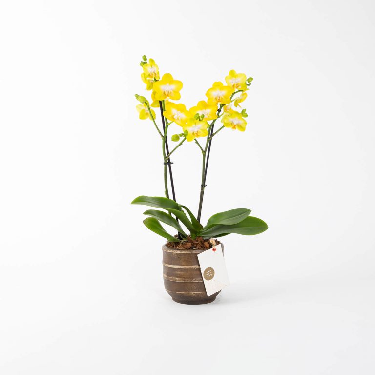 Saffron - Sarı Çift Dallı Orkide