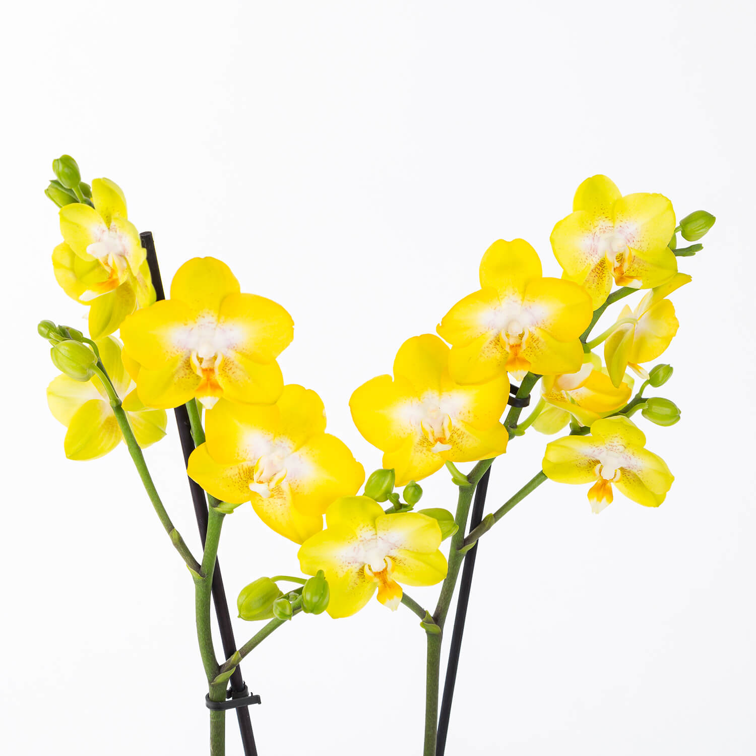 Saffron - Sarı Çift Dallı Orkide