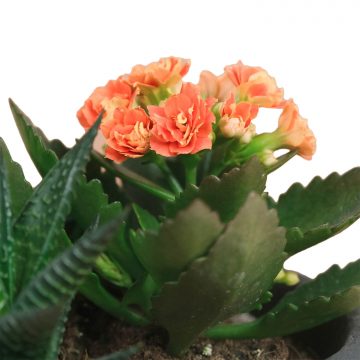 Sunrise - Sukulent & Turuncu Kalanchoe Aranjmanı