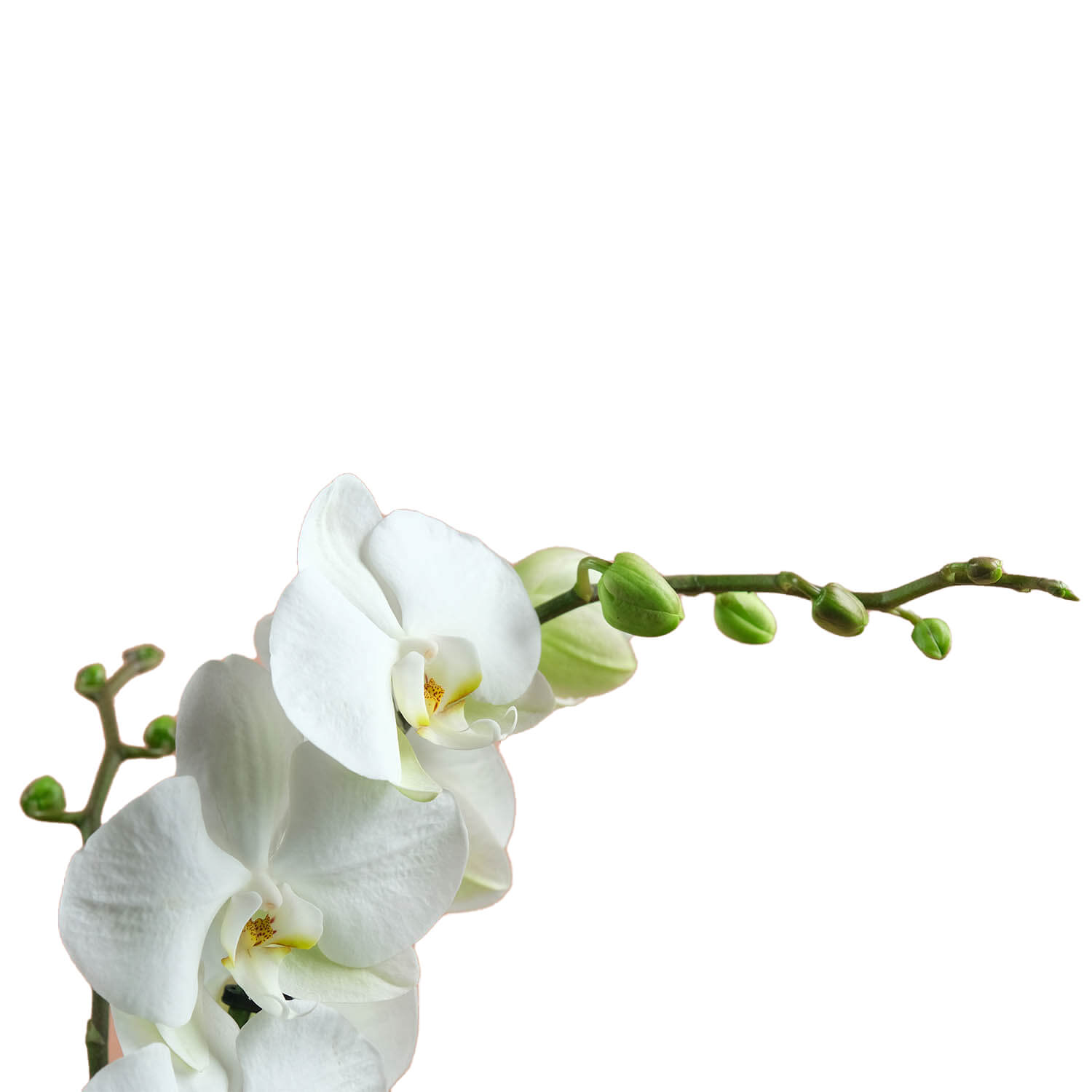 Perla – Beyaz Orkide