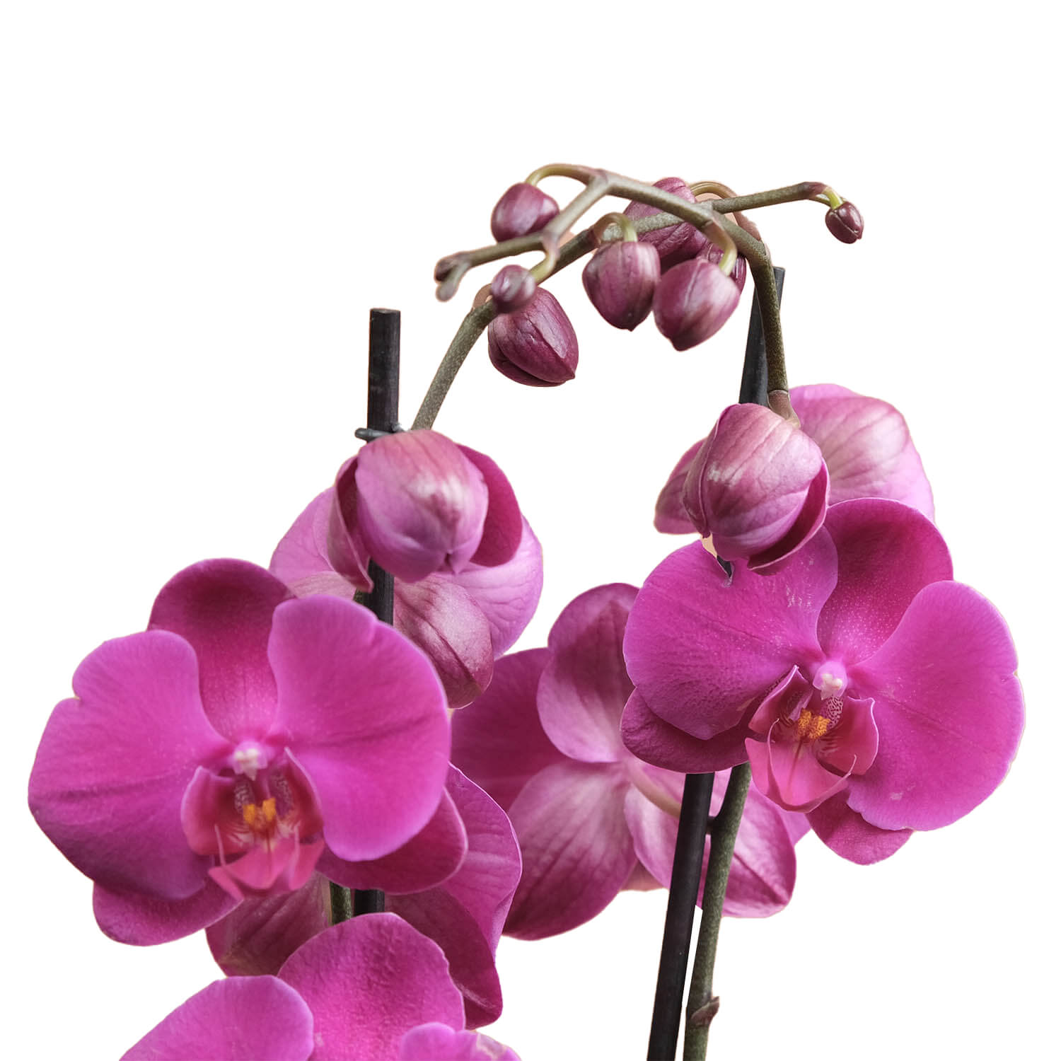 Nadel – Mor & Fuşya Çift Dallı Orkide