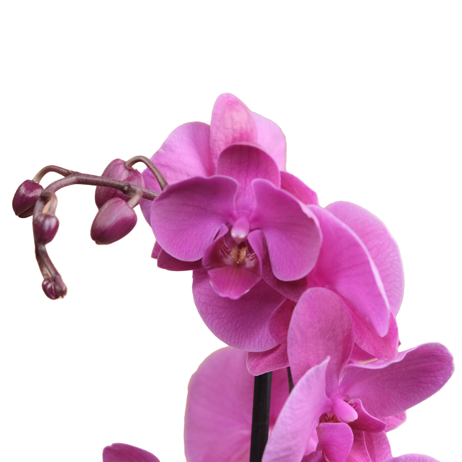 Capella – Mor & Fuşya Orkide