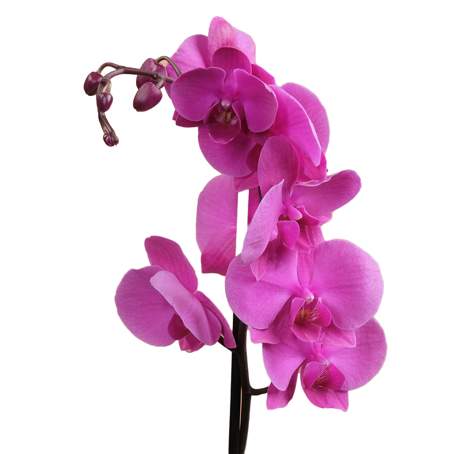 Capella – Mor & Fuşya Orkide