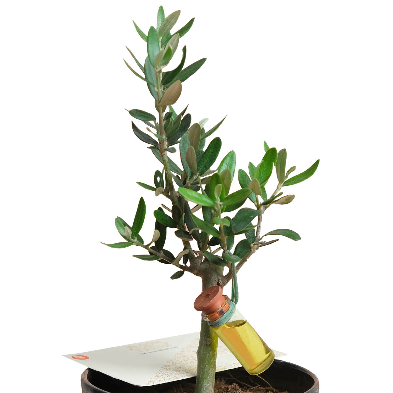 Welfare - Zeytin Ağacı Bonsai