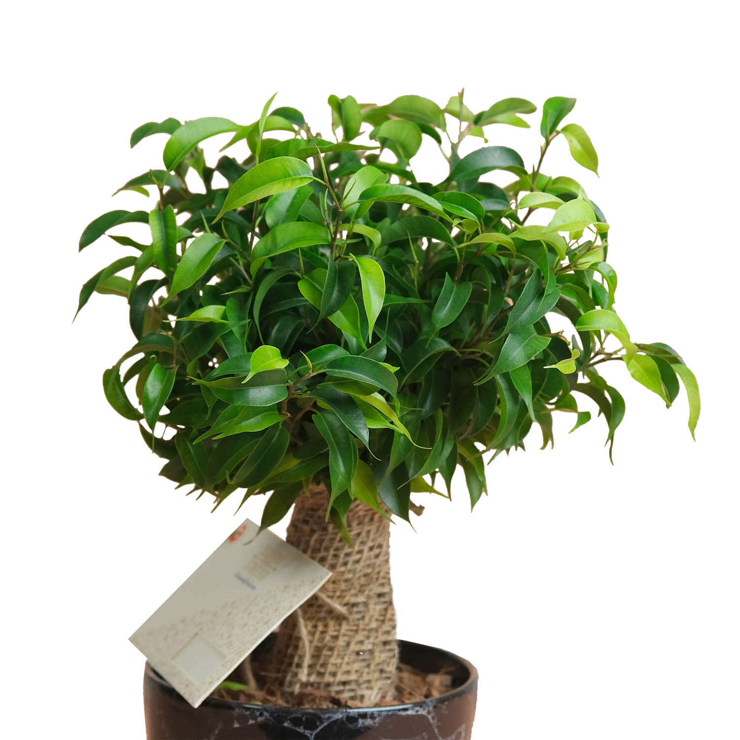 Ficus Benjamin Bonsai - Saksı Çiçeği