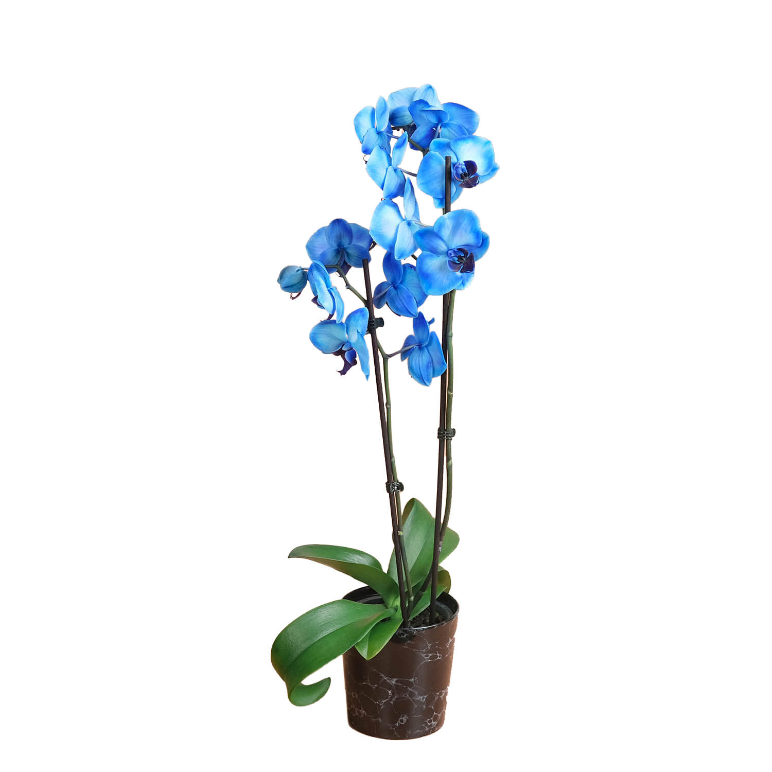 Royal Blue – Mavi Çift Dallı Orkide