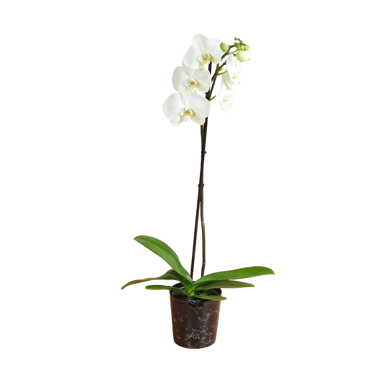 Perla – Beyaz Orkide