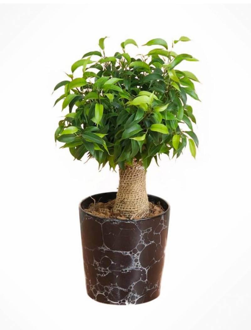 Ficus Benjamin-Product List