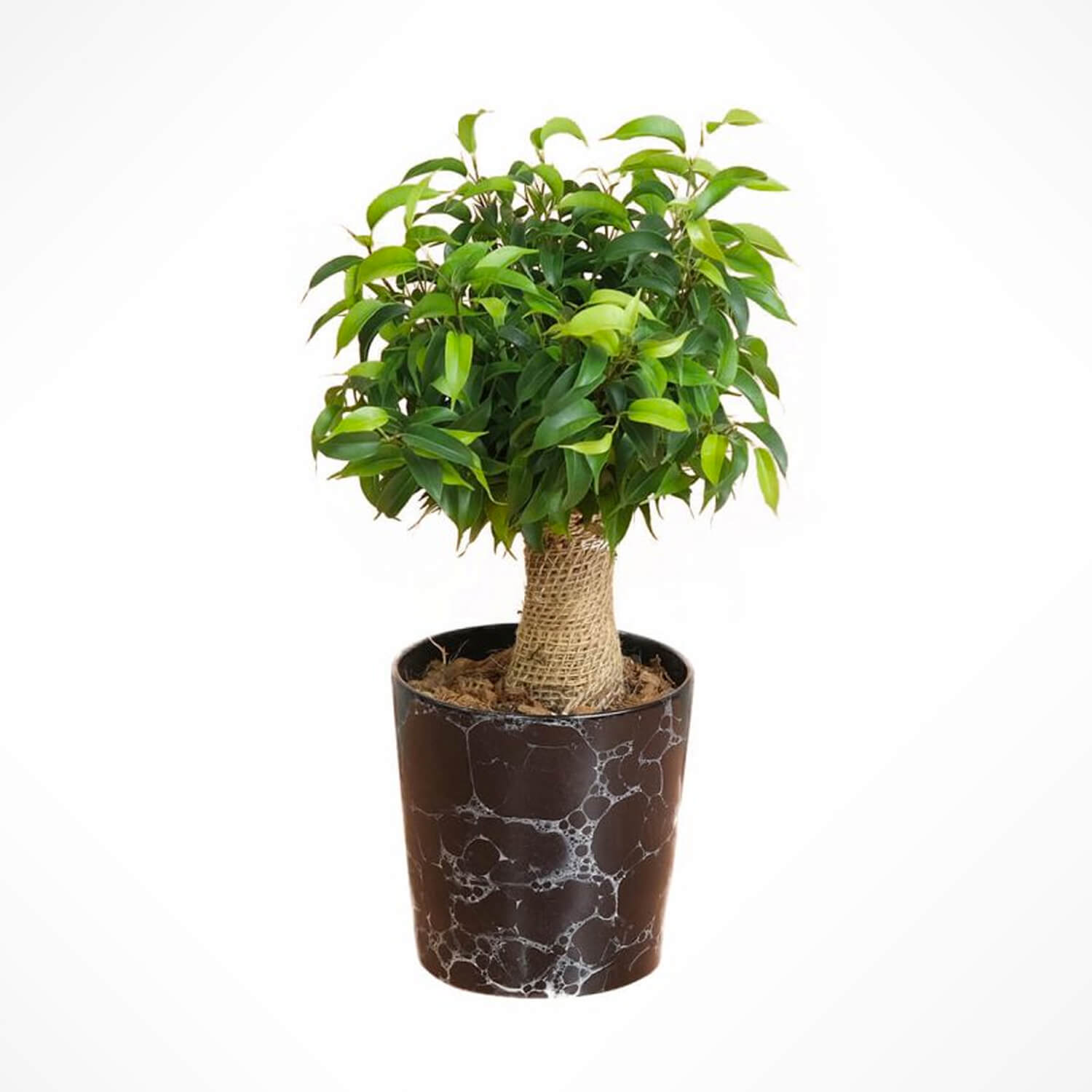 Ficus Benjamin Bonsai - Saksı Çiçeği