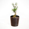 Welfare - Zeytin Ağacı Bonsai