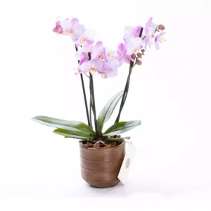 Pure - Pembe Çift Dal Orkide Çiçeği