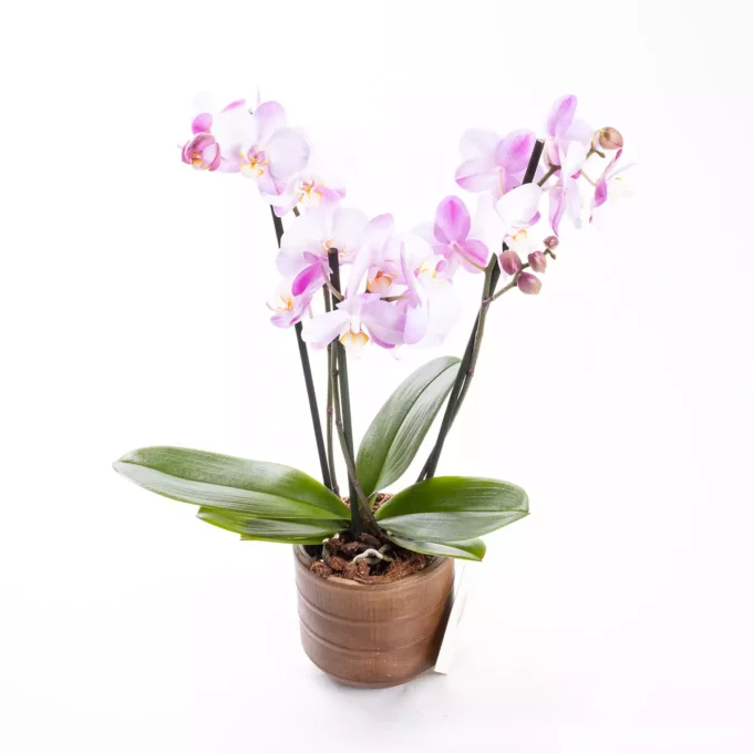 Pure - Pembe Çift Dal Orkide Çiçeği