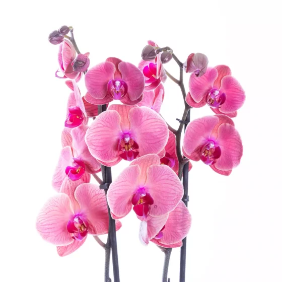 Claret - Çift Dallı Coral Rengi Orkide