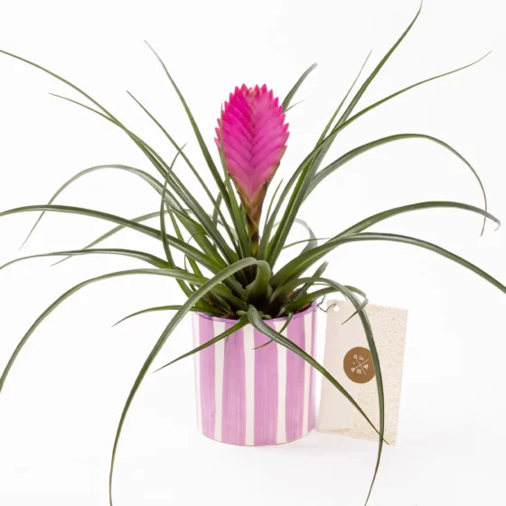 Fuchsia in Jungle - Tillandsia Saksı Çiçeği