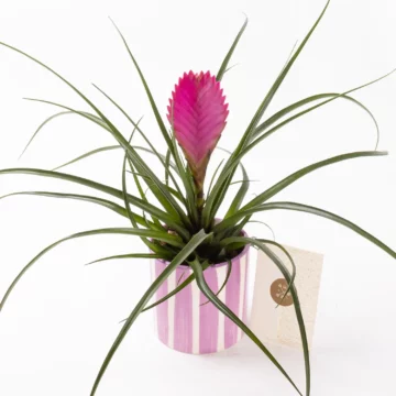 Fuchsia in Jungle - Tillandsia Saksı Çiçeği