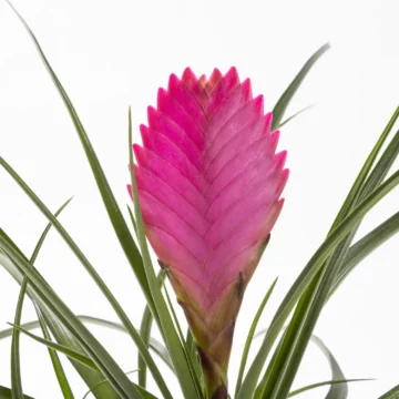 Fuchsia in Jungle - Tillandsia Saksı Çiçeği