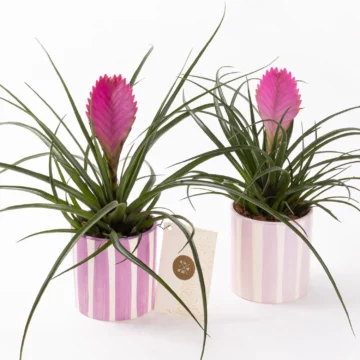 Fuchsia in Jungle - Tillandsia Saksı Çiçeği