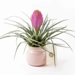 Fuchsia in Jungle - Tillandsia Saksı Çiçeği