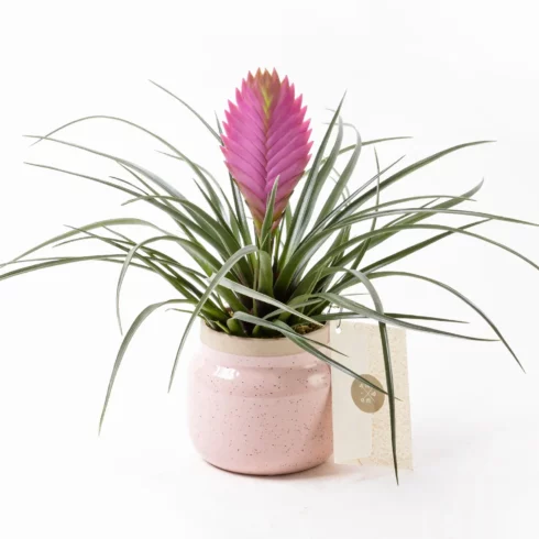 Fuchsia in Jungle - Tillandsia Saksı Çiçeği