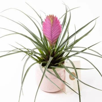 Fuchsia in Jungle - Tillandsia Saksı Çiçeği