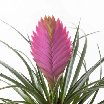 Fuchsia in Jungle - Tillandsia Saksı Çiçeği