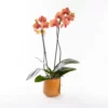 Mocha - Ateş Renkli Phalaenopsis Orkide