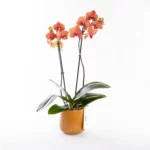 Mocha - Ateş Renkli Phalaenopsis Orkide