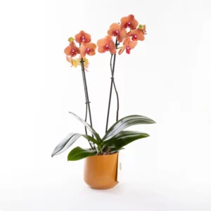 Mocha - Ateş Renkli Phalaenopsis Orkide