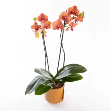 Mocha - Ateş Renkli Phalaenopsis Orkide