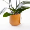 Mocha - Ateş Renkli Phalaenopsis Orkide