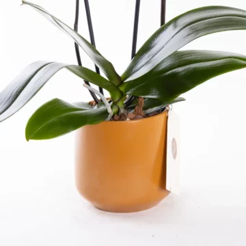 Mocha - Ateş Renkli Phalaenopsis Orkide