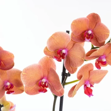 Mocha - Ateş Renkli Phalaenopsis Orkide