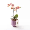 Lavender - Somon Pembe Phalaenopsis Orkide