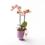 Lavender - Somon Pembe Phalaenopsis Orkide