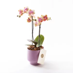 Lavender - Somon Pembe Phalaenopsis Orkide