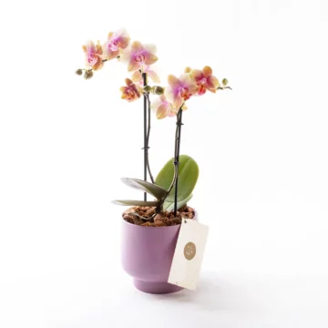 Lavender - Somon Pembe Phalaenopsis Orkide