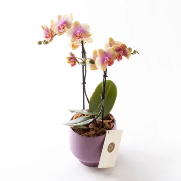 Lavender - Somon Pembe Phalaenopsis Orkide