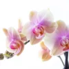 Lavender - Somon Pembe Phalaenopsis Orkide