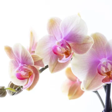 Lavender - Somon Pembe Phalaenopsis Orkide