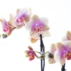 Lavender - Somon Pembe Phalaenopsis Orkide