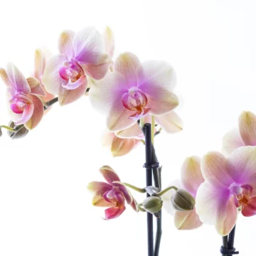 Lavender - Somon Pembe Phalaenopsis Orkide