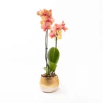 Vela - Çift Dallı Phalaenopsis Orkide