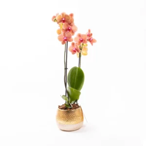 Vela - Çift Dallı Phalaenopsis Orkide