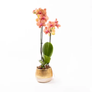 Vela - Çift Dallı Phalaenopsis Orkide