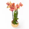Vela - Çift Dallı Phalaenopsis Orkide