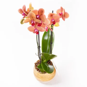 Vela - Çift Dallı Phalaenopsis Orkide