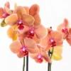 Vela - Çift Dallı Phalaenopsis Orkide