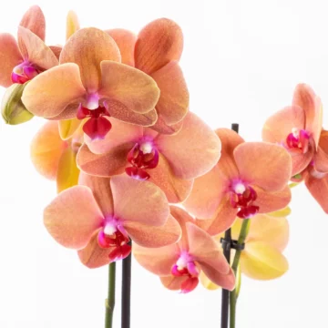 Vela - Çift Dallı Phalaenopsis Orkide