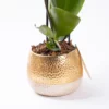 Vela - Çift Dallı Phalaenopsis Orkide